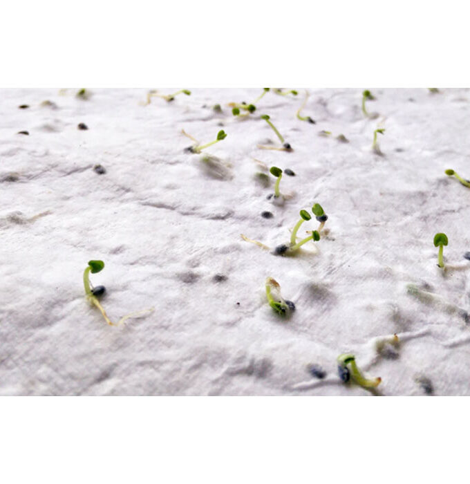 ASIDO - A6 list papira sa sjemenkama divljeg cvijeća / A6 wildflower seed paper sheet