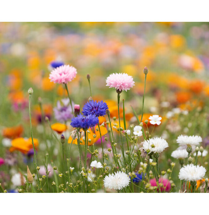 ASIDO - A6 list papira sa sjemenkama divljeg cvijeća / A6 wildflower seed paper sheet